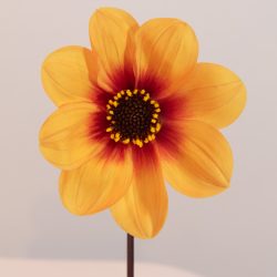 dahlia enkel bloemig, geel oranje zalm. Donker blad bio