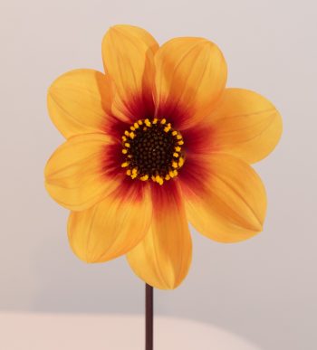 dahlia enkel bloemig, geel oranje zalm. Donker blad bio