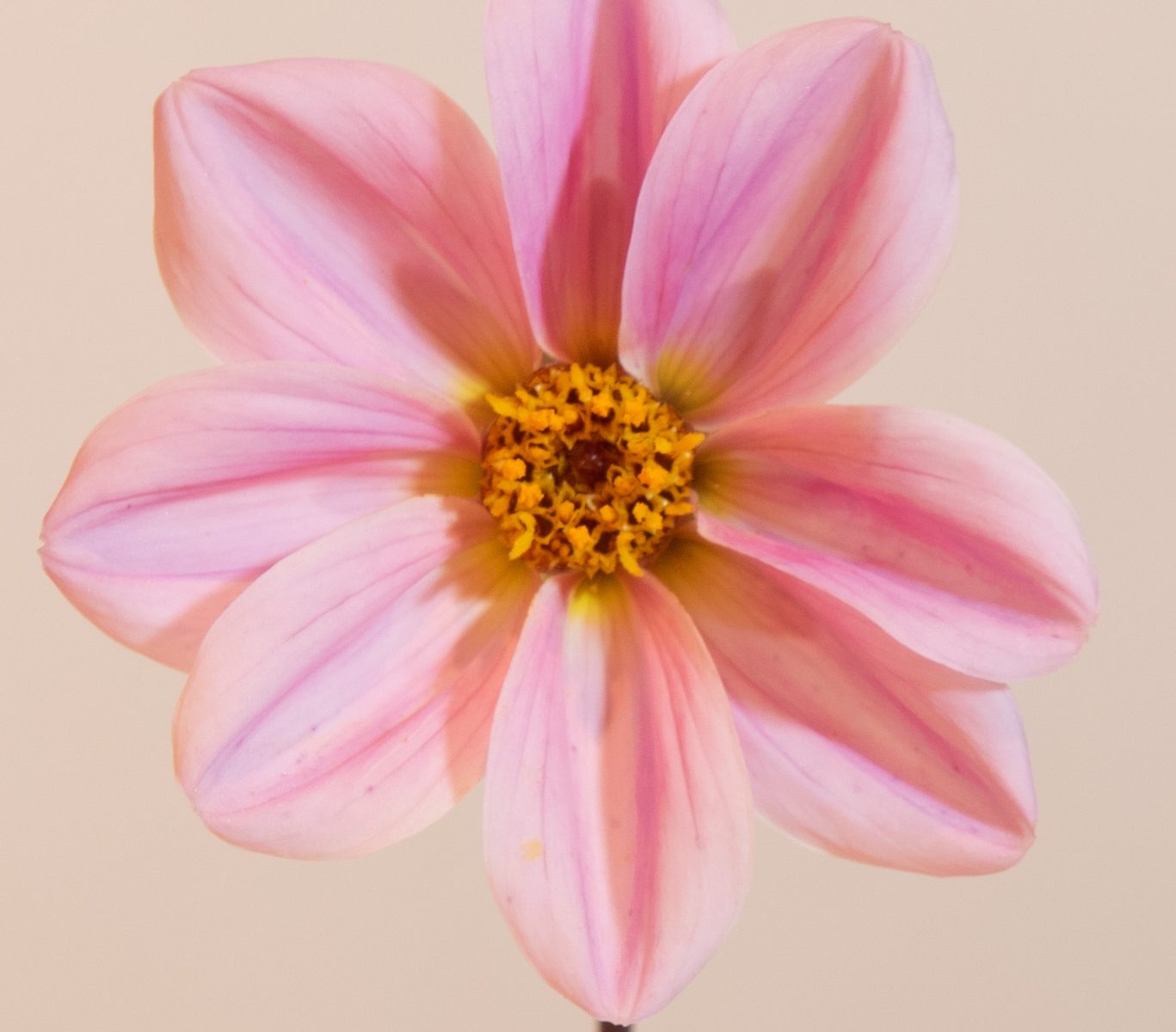 roze enkele mignon dahlia met zwart blad bio