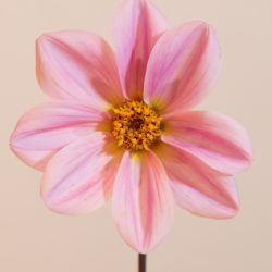 roze enkele mignon dahlia met zwart blad bio