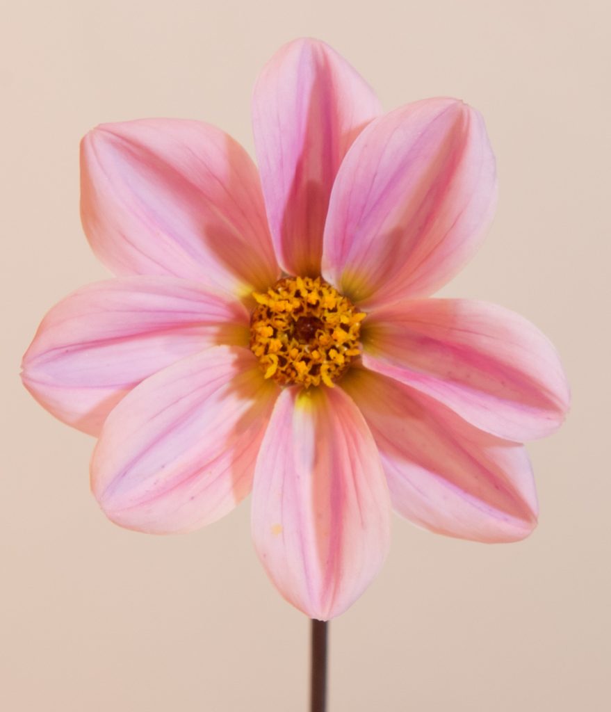 roze enkele mignon dahlia met zwart blad