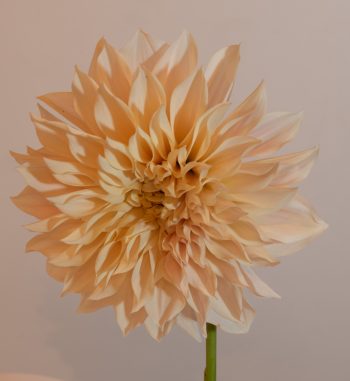 dahlia dinnerplate creme lichtroze koffiekleur bio snijbloem