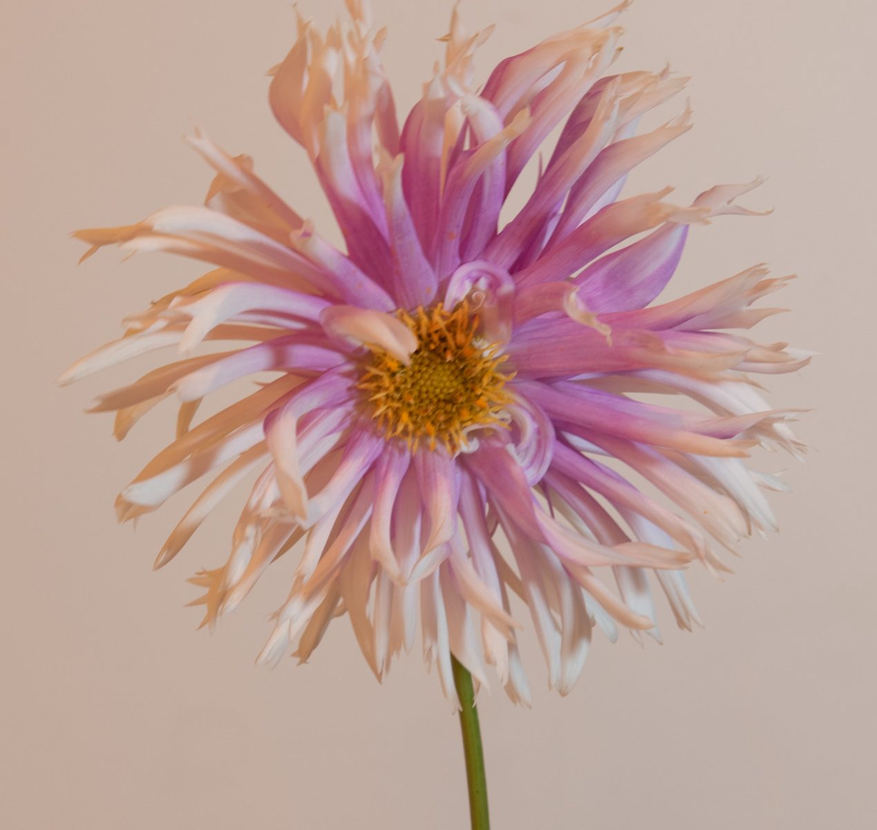 dahlia table dancer fimbriata semi cactus roze wit