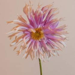 dahlia table dancer fimbriata semi cactus roze wit