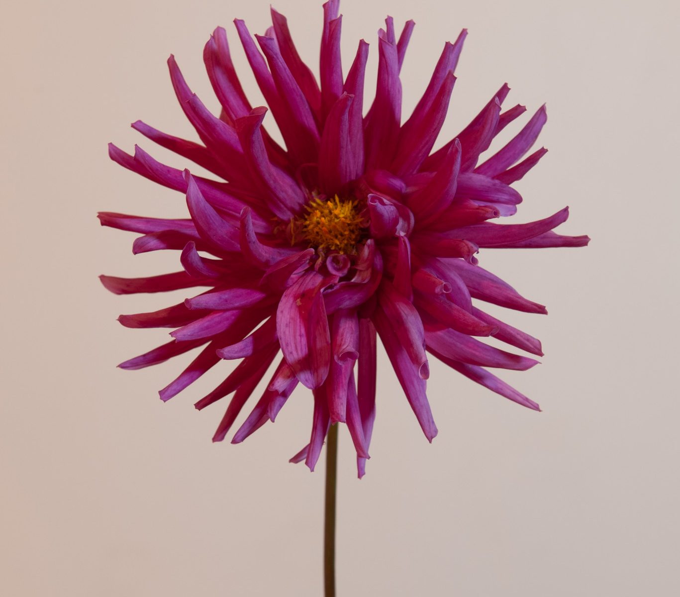 felroze cactus dahlia purple gem roze snijbloem bijen bio