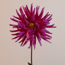 felroze cactus dahlia purple gem roze snijbloem bijen bio
