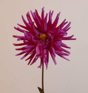 felroze cactus dahlia purple gem roze snijbloem bijen bio