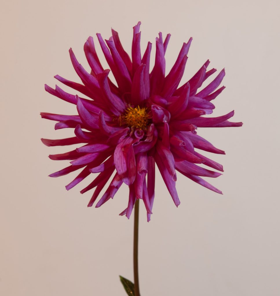 felroze cactus dahlia 