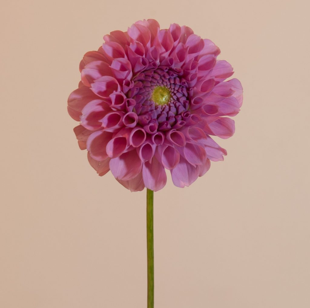 pompon dahlia kogelrond roze