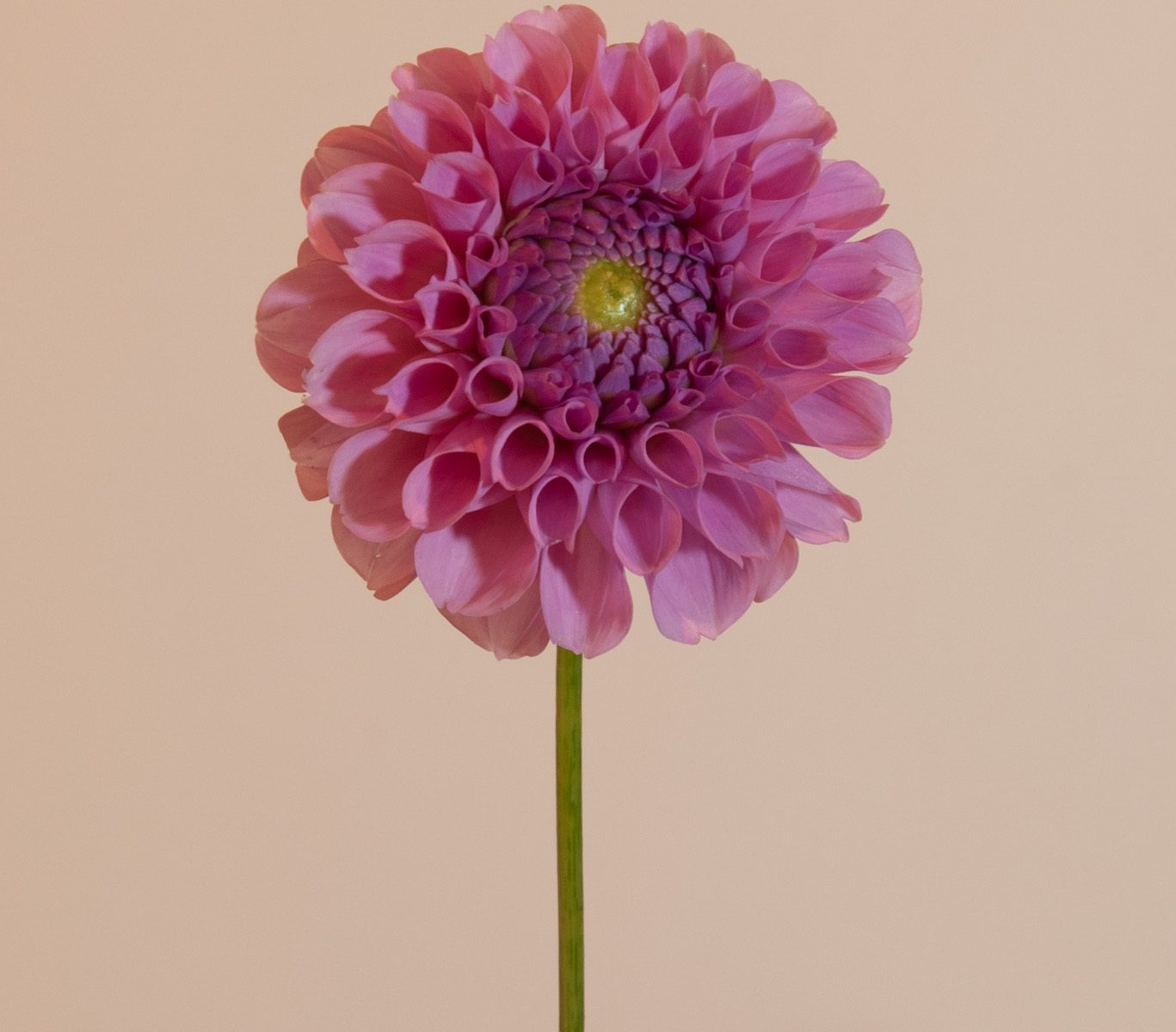 pompon dahlia ball kogelrond roze