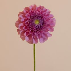 pompon dahlia ball kogelrond roze
