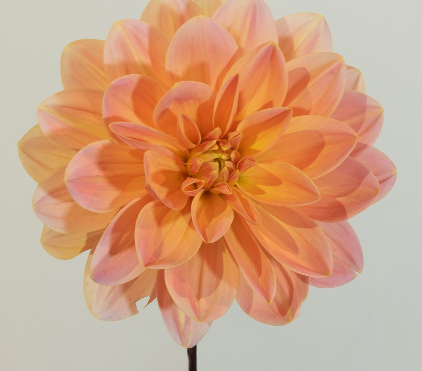 dahlia waterlelie waterlily peach, oranje, roze