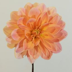 dahlia waterlelie waterlily peach, oranje, roze