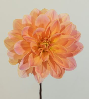dahlia waterlelie waterlily peach, oranje, roze