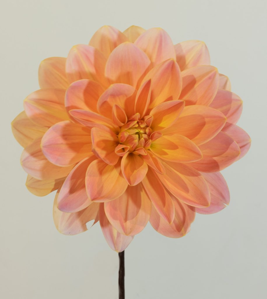 dahlia waterlelie waterlily peach, oranje, roze