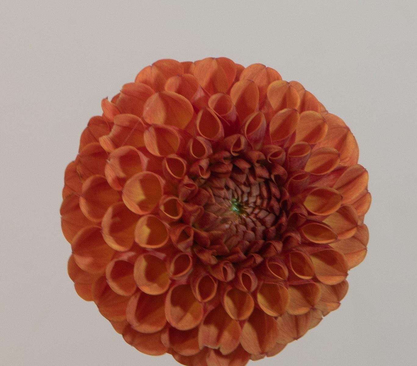 dahlia pompon oranje tangerine