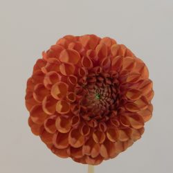 dahlia pompon oranje tangerine
