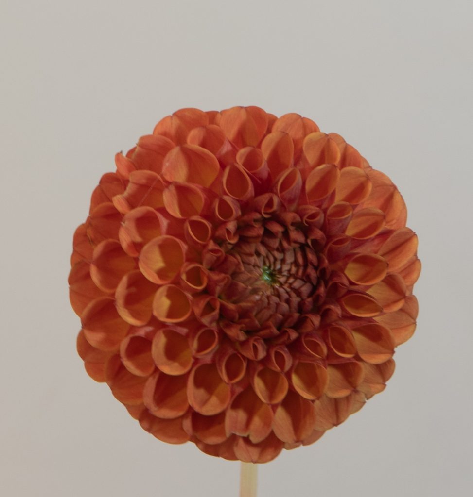 dahlia pompon oranje tangerine