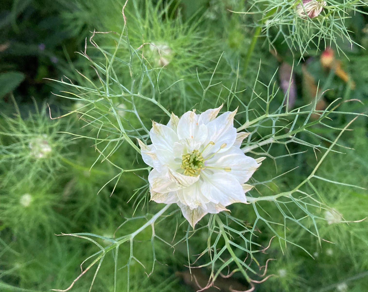 albion green pod white juffertje in het groen