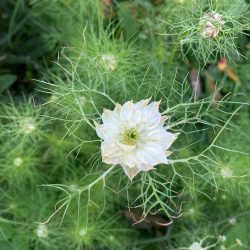 albion green pod white juffertje in het groen