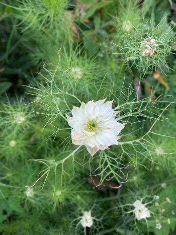 albion green pod white juffertje in het groen