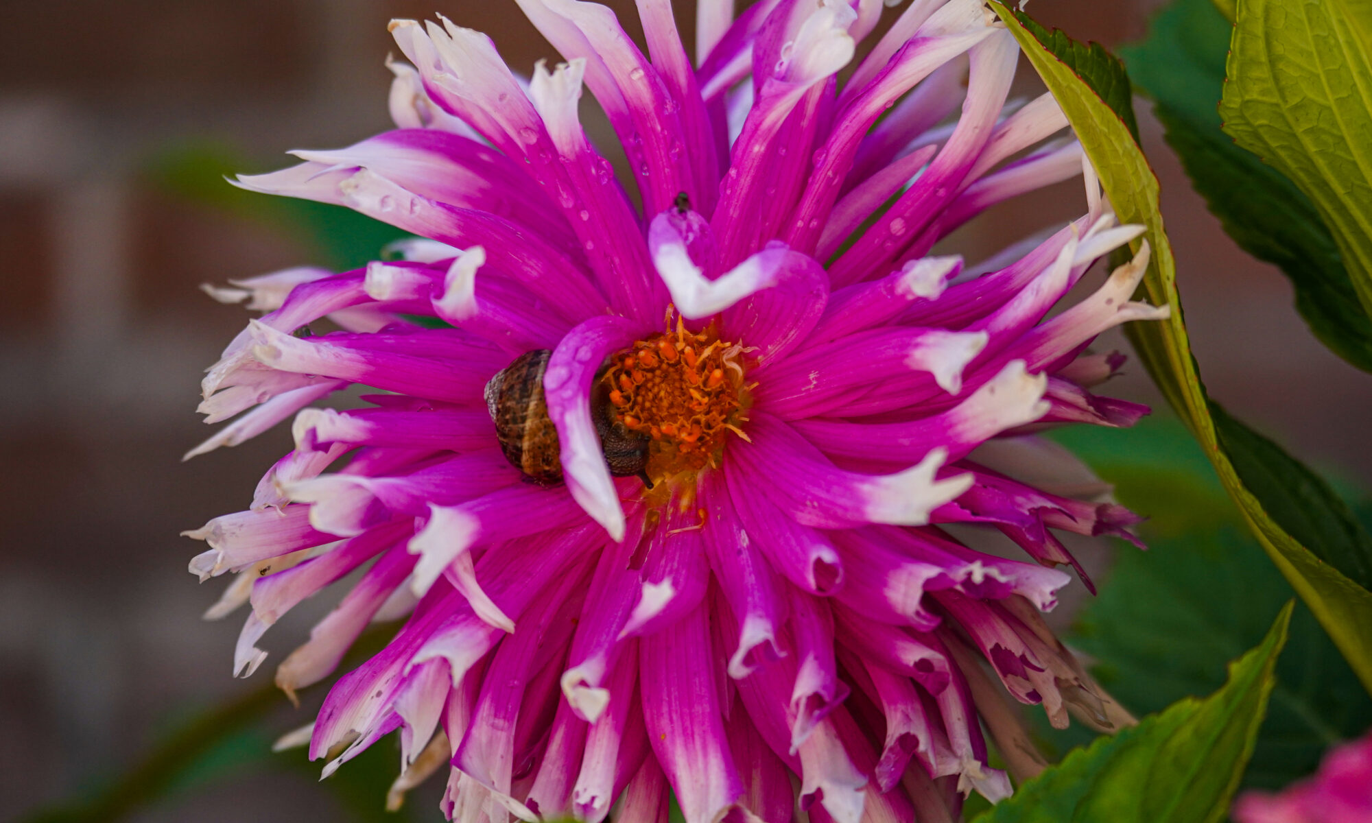 dahlia table dancer fimbriata semi cactus roze wit