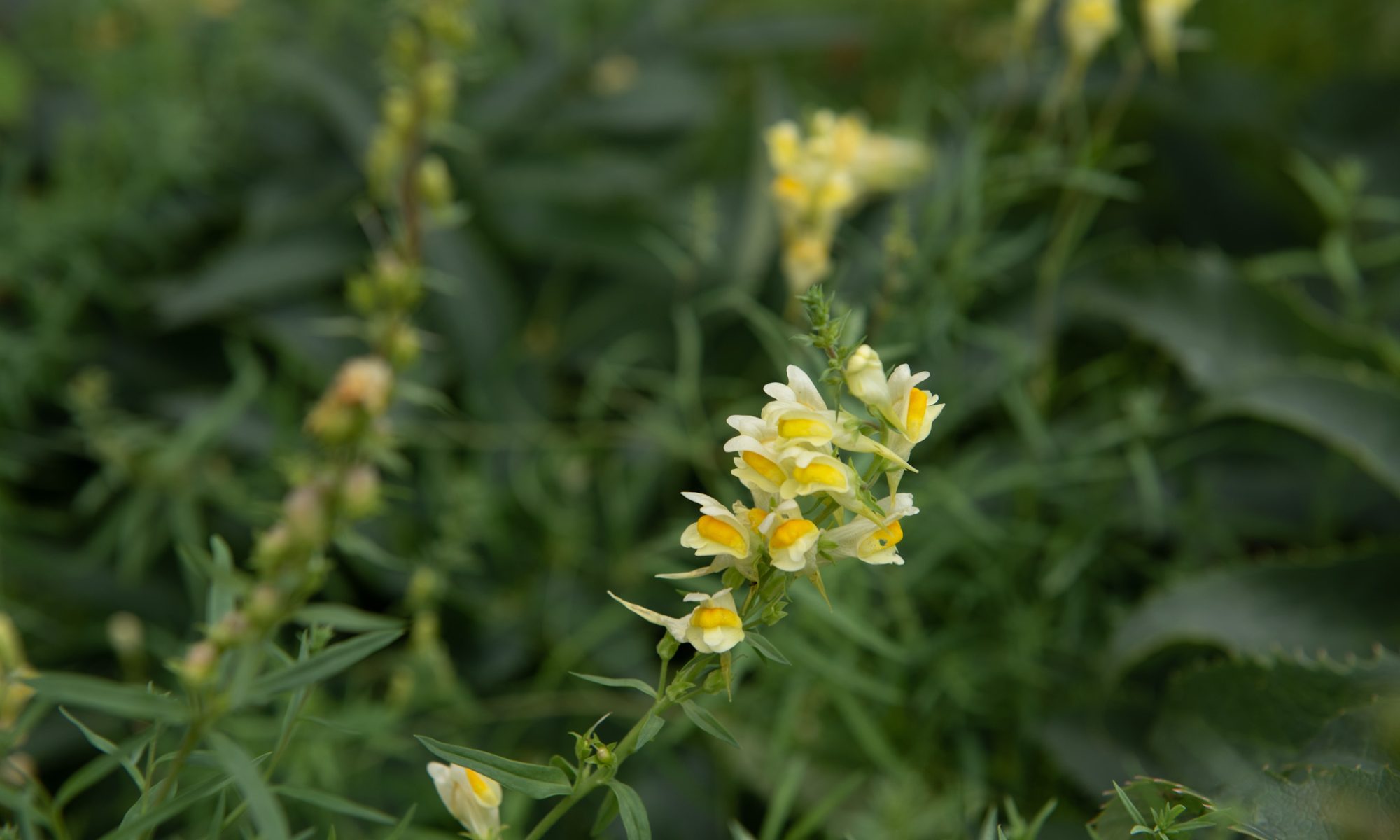 vlasbekje linaria vulgaris geel heemplant