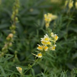 vlasbekje linaria vulgaris geel heemplant