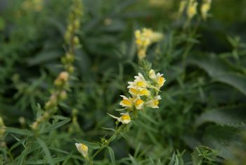 vlasbekje linaria vulgaris geel heemplant