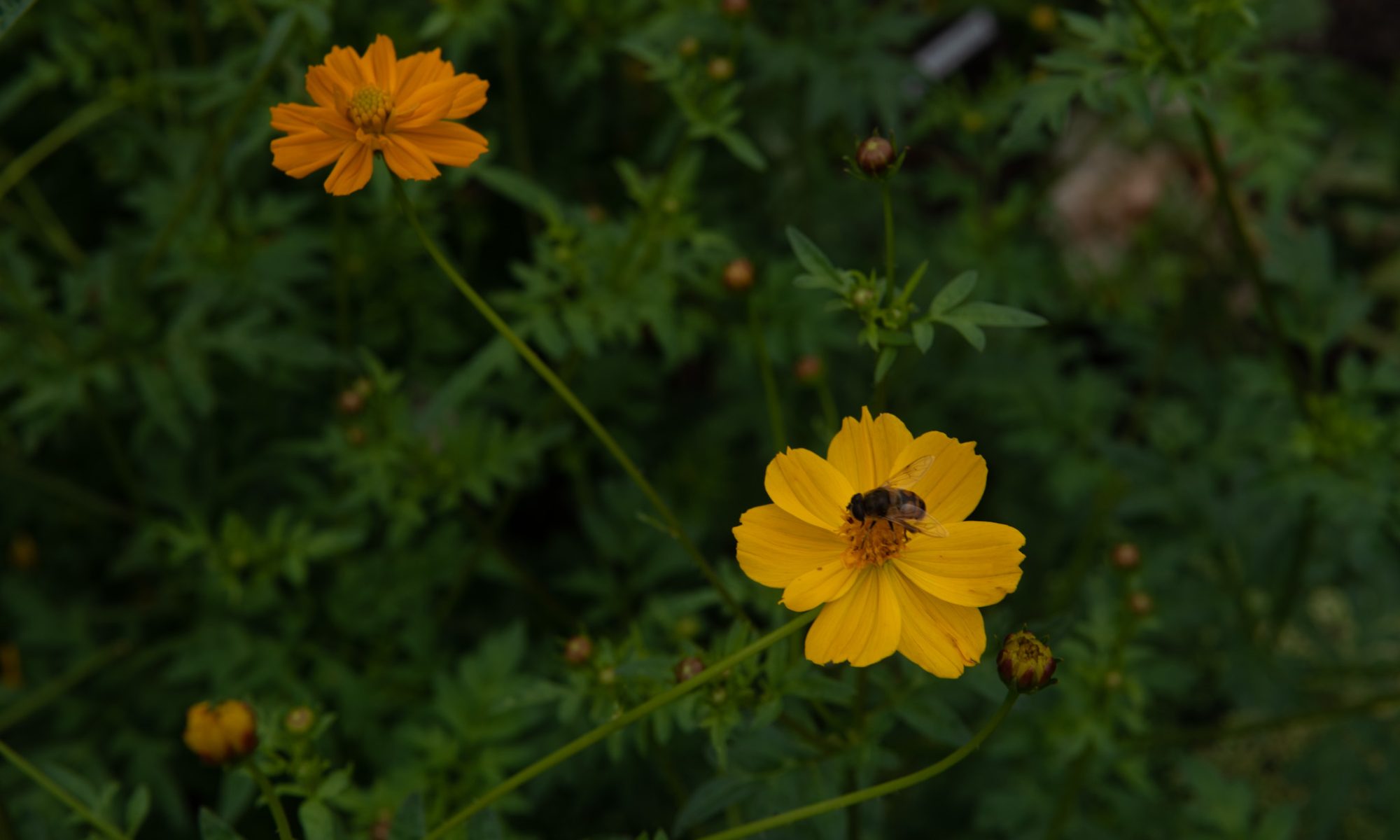 cosmos sulphureus crest lemon geel cosmea