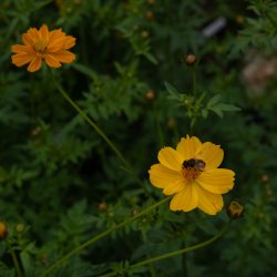 cosmos sulphureus crest lemon geel cosmea