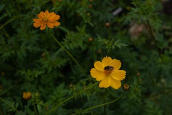 cosmos sulphureus crest lemon geel cosmea