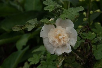 stokroos alcea rosea champagne gevuld kleurenmix