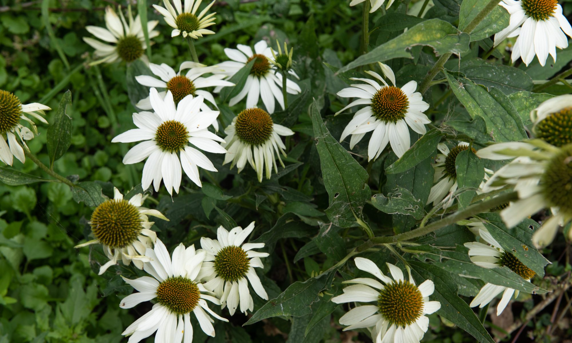 witte zonnehoed echinacea alba rudbeckia bloemzaad zaden