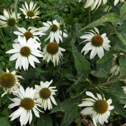 witte zonnehoed echinacea alba rudbeckia bloemzaad zaden