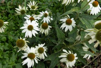 witte zonnehoed echinacea alba rudbeckia bloemzaad zaden