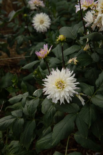 decoratieve decoratief wit lila rand cremewit compact bio dahlia gevuld