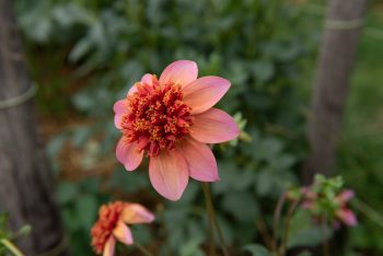 decoratieve decoratief wit lila rand cremewit compact bio dahlia gevuld