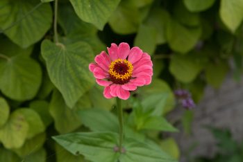 zinnia elegans mix salmon peach peachy snijbloem pluktuin