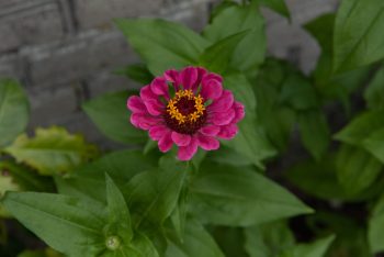 zinnia elegans mix roze snijbloem pluktuin