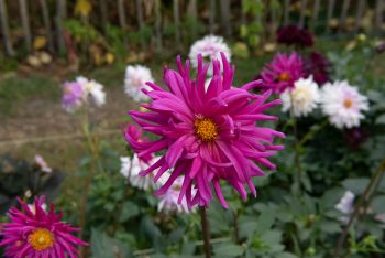 felroze cactus dahlia purple gem roze snijbloem bijen bio