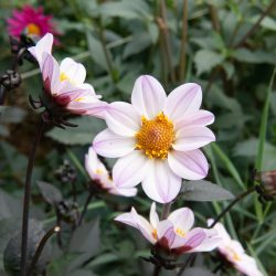 dahlia bio tuber happy single princess zwart blad donkergroen blad