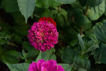 zinnia elegans mix purple prince snijbloem pluktuin