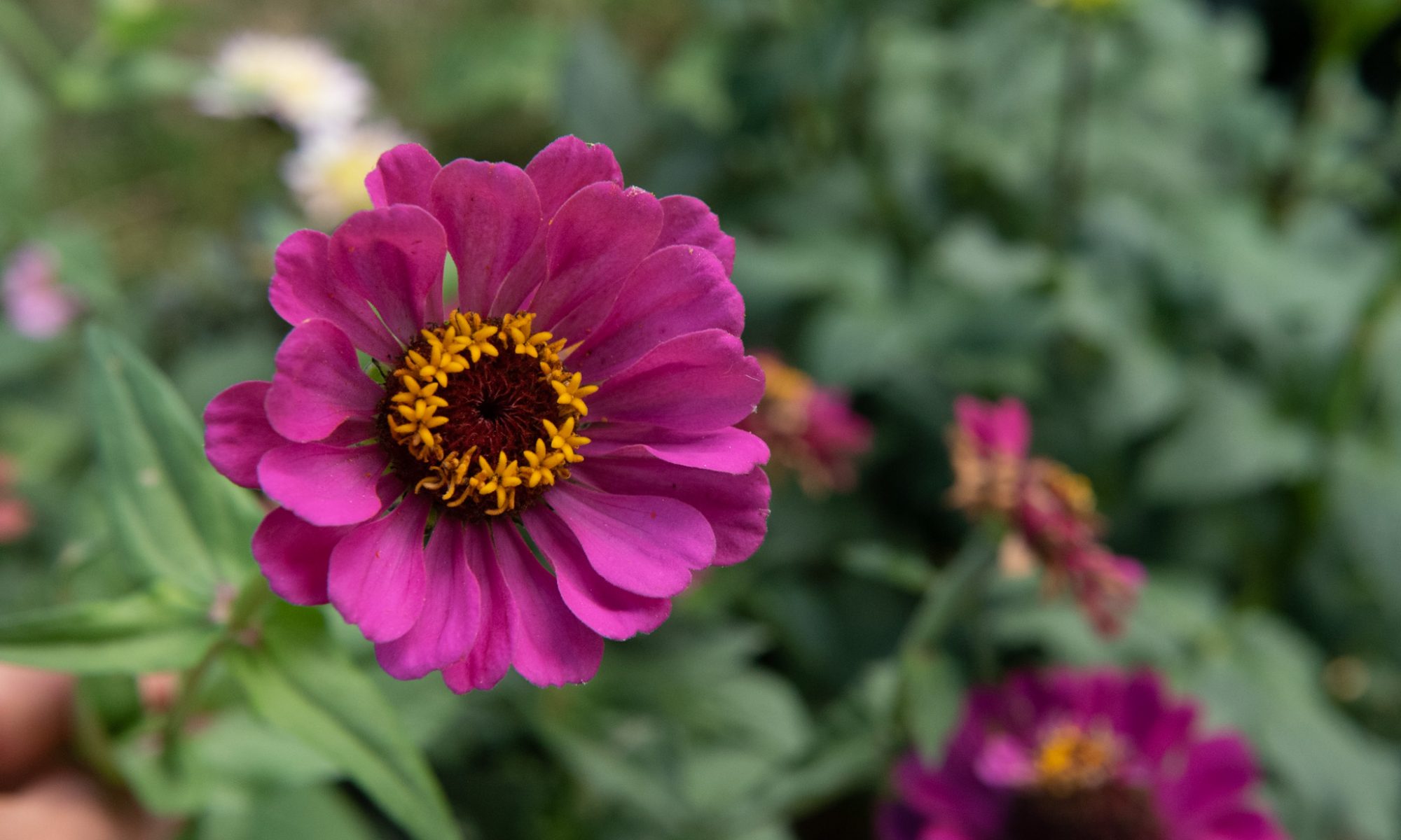 zinnia elegans mix roze snijbloem pluktuin