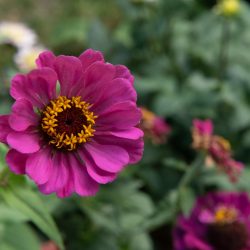 zinnia elegans mix roze snijbloem pluktuin