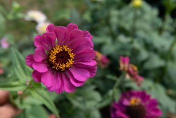 zinnia elegans mix roze snijbloem pluktuin