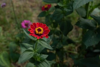 zinnia elegans mix rood snijbloem pluktuin