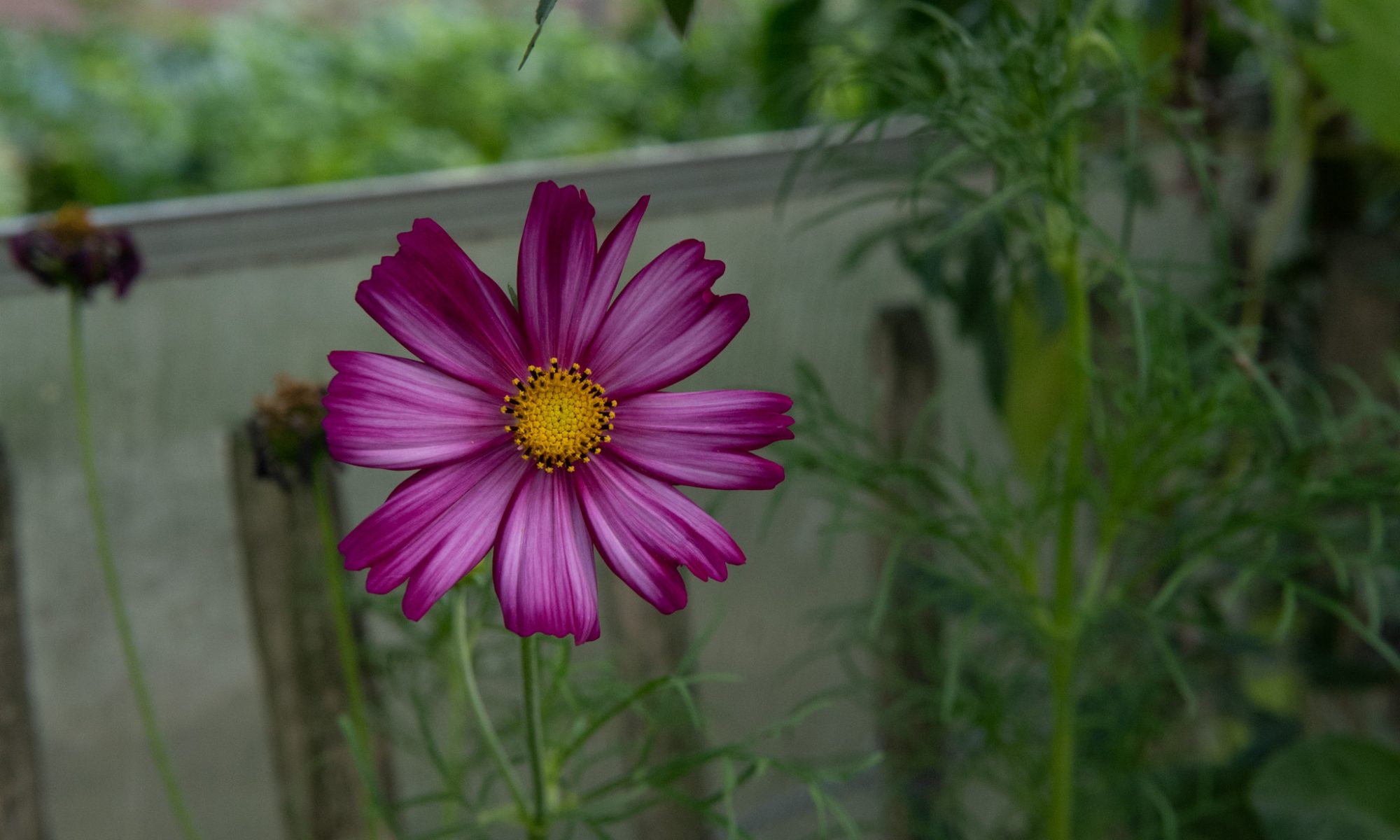 cosmea bipinnatus gevlamd roze mix pluktuin