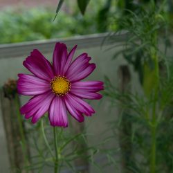 cosmea bipinnatus gevlamd roze mix pluktuin