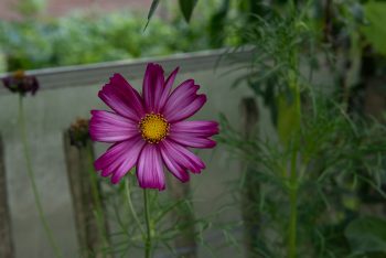 cosmea bipinnatus gevlamd roze mix pluktuin